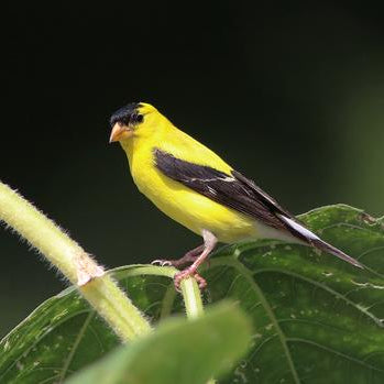 American Goldfinch (Spinus tristis)
